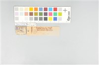 五色鳥藏品圖，第20張